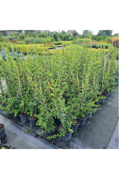 Піраканта Ред Колумн - 3л/вис.70-75см/Ø15-25см